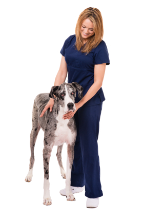 Different Types of Vet Tech Jobs Out There - Vet Tech Guide
