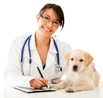 veterinarian aniamal career