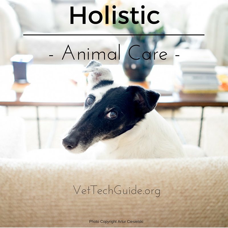 holistic animal care