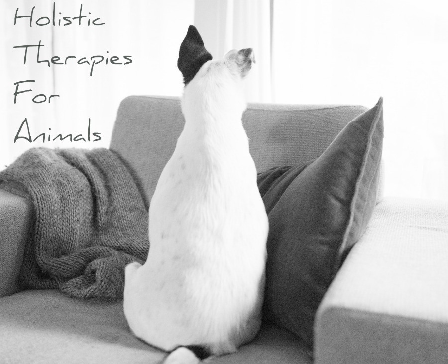holistic therapies for pets