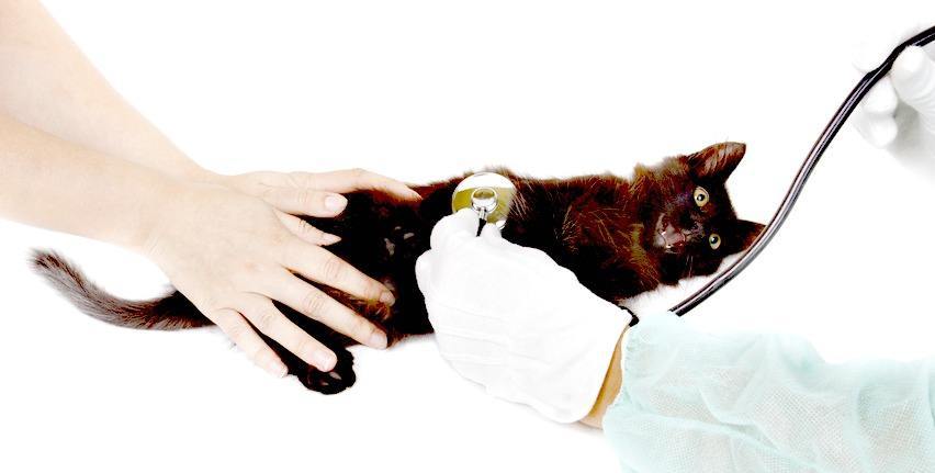 Veterinary taking care of a small cat