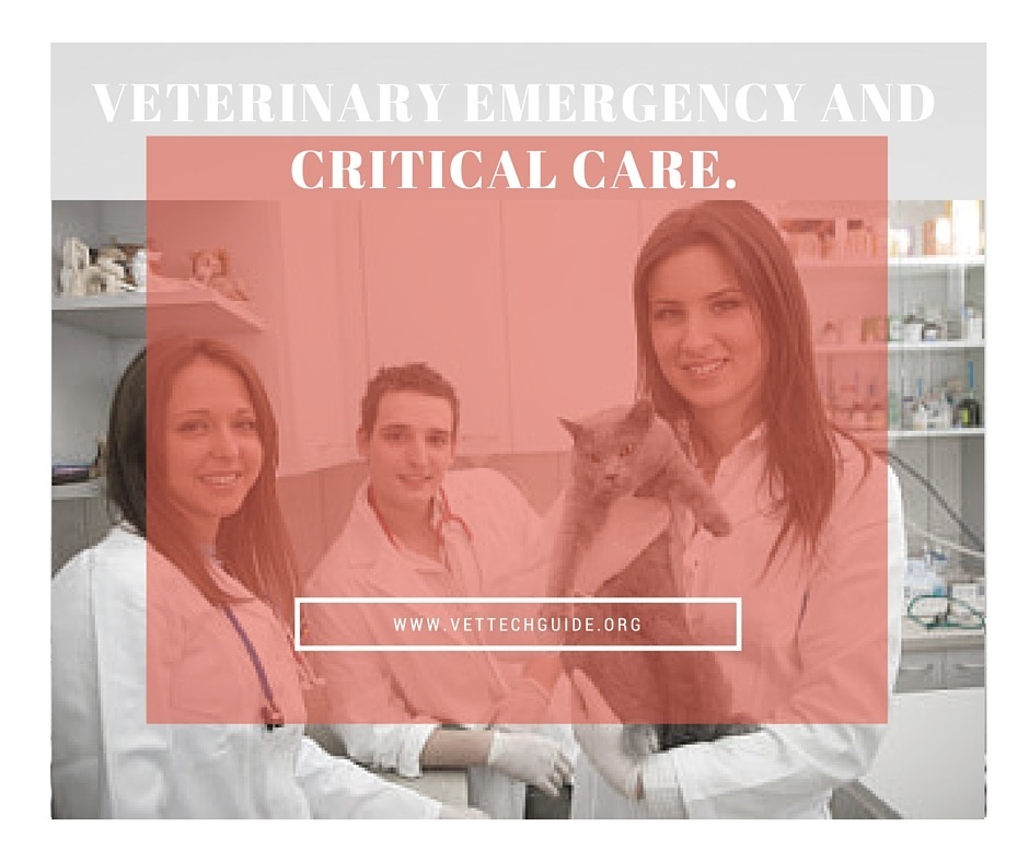 vet tech emergency care specialty