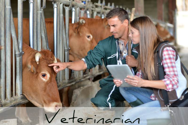 Farmer and veterinarian checking on cows