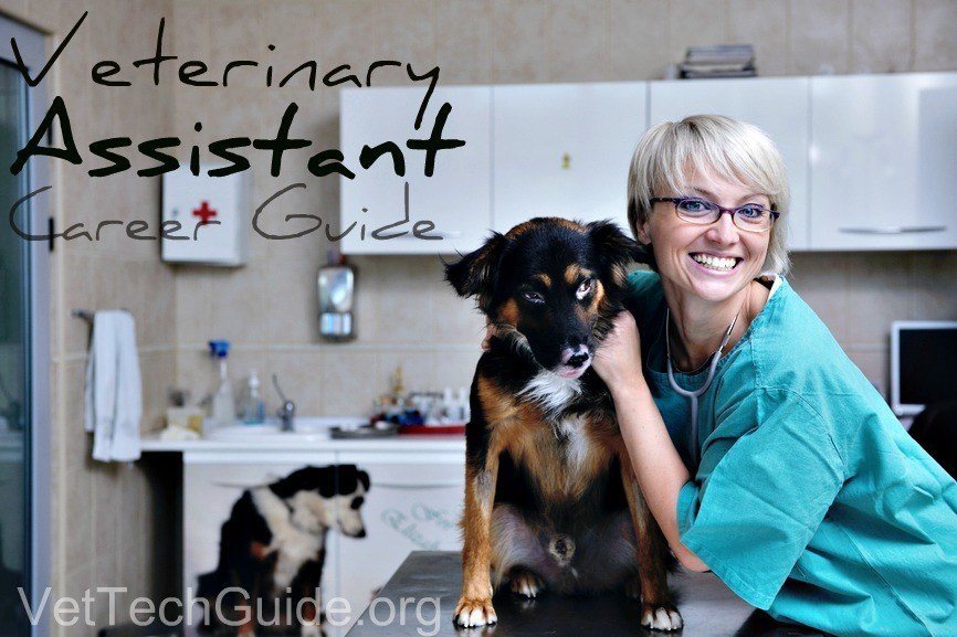 veterinary assistant career